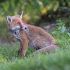 renard DSC_1161