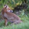 renard DSC_1163