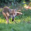 renard DSC_1168