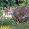 renard DSC_1169