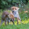 renard DSC_1173