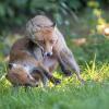 renard DSC_1176