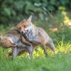 renard DSC_1177