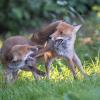 renard DSC_1178