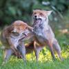 renard DSC_1179