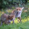renard DSC_1180