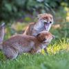 renard DSC_1181