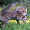 renard DSC_1186