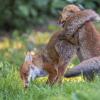 renard DSC_1195