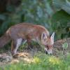 renard DSC_1199