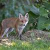 renard DSC_1201