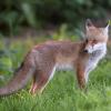 renard DSC_1205