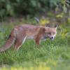 renard DSC_1206