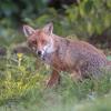 renard DSC_1215