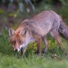 renard DSC_1221