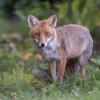 renard DSC_1225