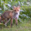 renard DSC_1228