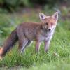renard DSC_1238