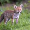 renard DSC_1239