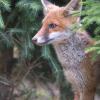 renard DSC_1249