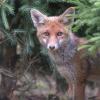 renard DSC_1251