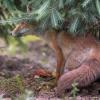 renard DSC_1253