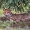 renard DSC_1262-2