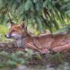 renard DSC_1265