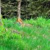 renard couché aux aguets