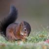 jeune ecureuil Dsc 1357 dxo