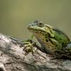 grenouille verte Dsc 1407
