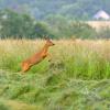 chevreuil sautant dans les foins coupés 2