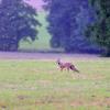 renard au crepuscule
