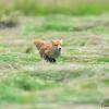 renard en fuite ! bipbip