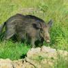 sanglier male solitaire 1