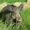 sanglier male solitaire 2