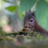 jeune ecureuil Dsc 1702 dxo1