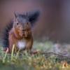 jeune ecureuil Dsc 1760 dxo