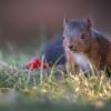 jeune ecureuil Dsc 1769 dxo