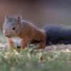 jeune ecureuil Dsc 1819 dxo