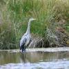 Héron cendré les pieds dans l'eau