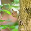 troglodyte mignon 3
