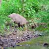 sanglier a la riviere