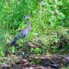 héron en bordure de rivière en sous bois