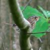 rouge gorge (jeune)