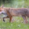 renard DSC_2438