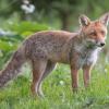 renard DSC_2451