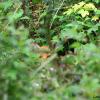 renard caché dans les ronces DSC_2461