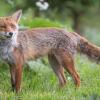 renard DSC_2470-2