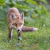 renard DSC_2473